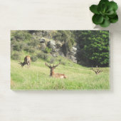 ニュージーランドスタッグ ポストイット (オフィス)