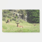 ニュージーランドスタッグ ポストイット (正面)