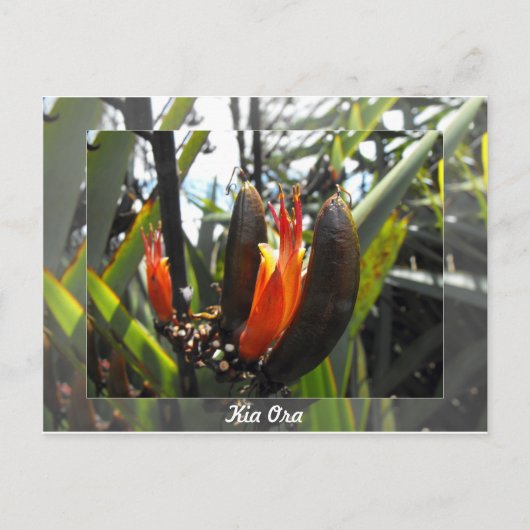 ニュージーランドフラックス ポストカード (正面)