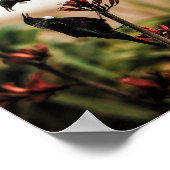 ニュージーランドフレックスで2羽のチュイ鳥 ポスター (角)