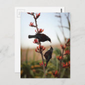 ニュージーランド産の亜麻のブッシュにトイ鳥 ポストカード (正面/裏面)