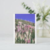 ニュージーランド産トートー(toitoi)背の高い草 ポストカード (スタンド正面)