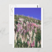 ニュージーランド産トートー(toitoi)背の高い草 ポストカード (正面/裏面)