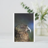 ニュージーランド ケア、アルプス山岳オウム ポストカード (スタンド正面)