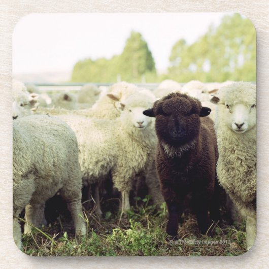 ニュージーランド コースター (正面)