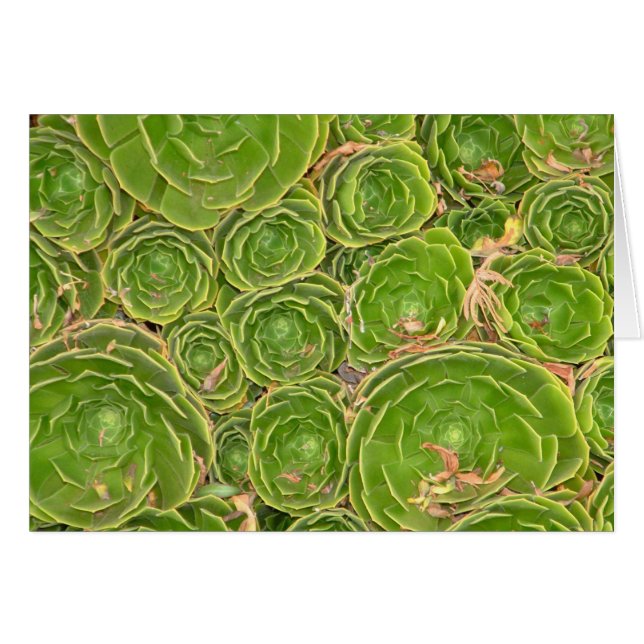 ニュージーランド、サウスアイランド 多肉植物 (正面横)