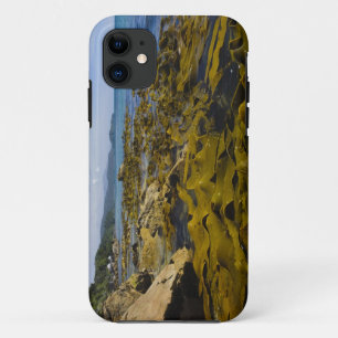 ニュージーランド, サウスランド, スチュアート島。ケルプ iPhone 11 ケース