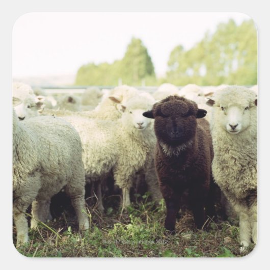 ニュージーランド スクエアシール (正面)