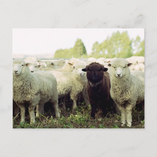 ニュージーランド ポストカード (正面)