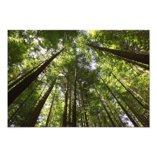 ニュージーランド、ロトルアのレッドウッドの森 フォトプリント            (正面)