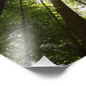 ニュージーランド、ロトルアのレッドウッドの森 フォトプリント            (角)
