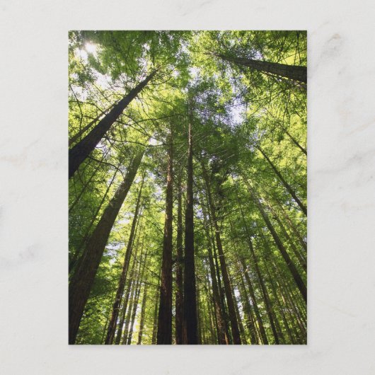 ニュージーランド、ロトルアのレッドウッドの森 ポストカード (正面)
