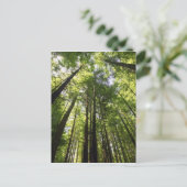 ニュージーランド、ロトルアのレッドウッドの森 ポストカード (スタンド正面)