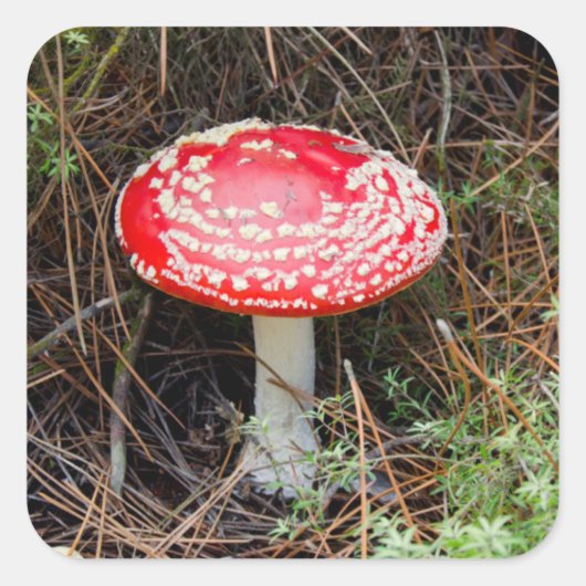 ニュージーランド、ロトルア、タウポ火山帯 スクエアシール (正面)