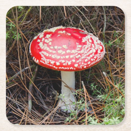 ニュージーランド、ロトルア、タウポ火山帯 スクエアペーパーコースター (正面)