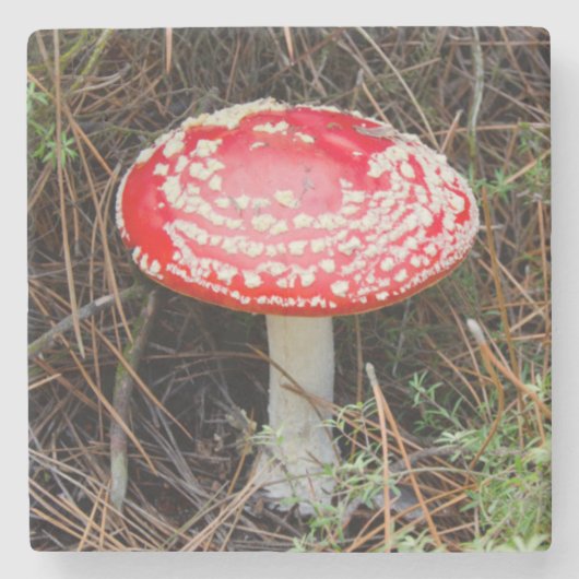 ニュージーランド、ロトルア、タウポ火山帯 ストーンコースター (正面)