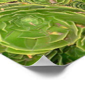 ニュージーランド、南の島。多肉質。 ポスター (角)