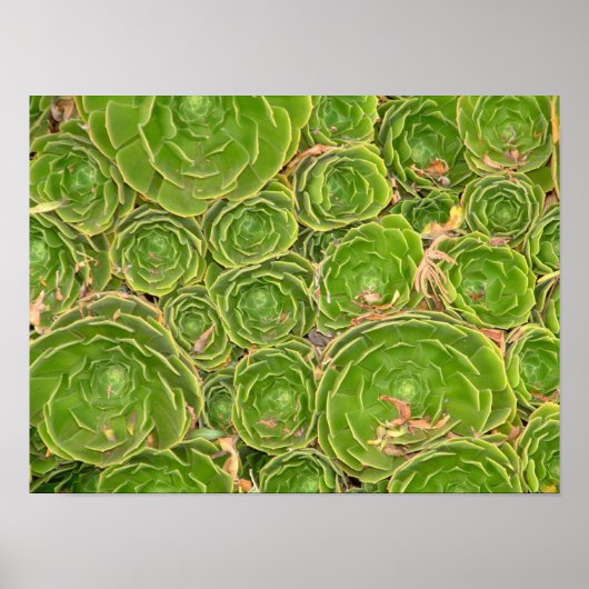 ニュージーランド、南の島。多肉質。 ポスター (正面)