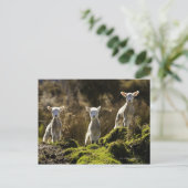 ニュージーランド、南アイランド、フィオルドランド国立 ポストカード (スタンド正面)