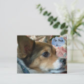 ニュース犬はがき ポストカード (スタンド正面)