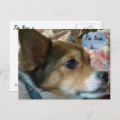 ニュース犬はがき ポストカード (正面/裏面)