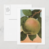 ニュータウンピペンのフルーツクロモリトグラフ ポストカード (正面/裏面)