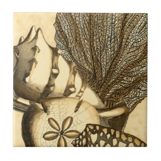 ニュートラルシェルアンドコーラルコレクション タイル (正面)