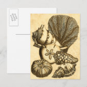 ニュートラル シェルズ アンド コーラル コレクション ポストカード (正面/裏面)