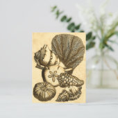 ニュートラル シェルズ アンド コーラル コレクション ポストカード (スタンド正面)