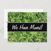 ニューハウス;緑の生垣の低木タイプの植物写真 案内ポストカード (正面/裏面)