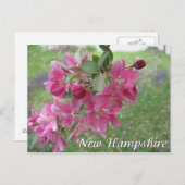 ニューハンプシャーのカニのリンゴの木が咲く ポストカード (正面/裏面)