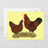 ニューハンプシャーレッズ ポストカード (正面/裏面)