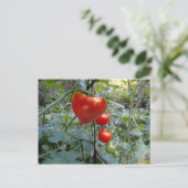 ニューハンプシャー州のトマトサマーポストカード ポストカード (スタンド正面)