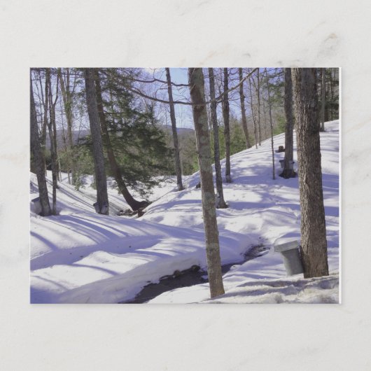 ニューハンプシャー州の樹液バケツ ポストカード (正面)