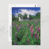 ニューハンプシャー州シュガー・ヒルにあるルピナスと教会 ポストカード (正面/裏面)