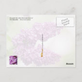 ニューハンプシャー州花：パープル薄紫 ポストカード (裏面)