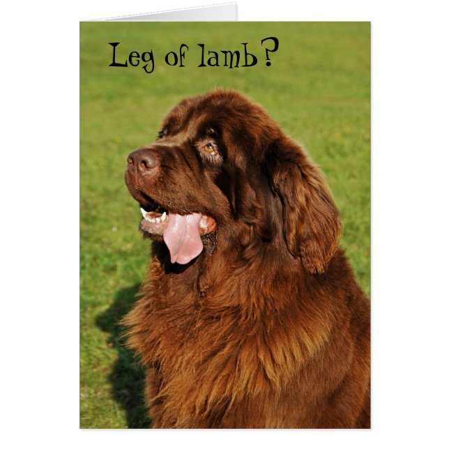 ニューファウンドランドのおもしろカード (正面)