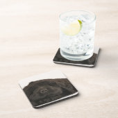 ニューファウンドランドの子犬の睡眠(イヌ属のfamiliaris)。 コースター (右側)