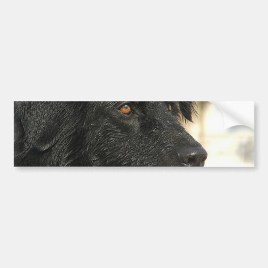 ニューファウンドランド犬のバンパーステッカー バンパーステッカー (正面)