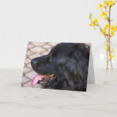 ニューファウンドランド犬の誕生日 カード (黄色い花)