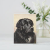 ニューファンドランドのはがき ポストカード (スタンド正面)