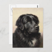 ニューファンドランドのはがき ポストカード (正面/裏面)