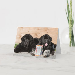 ニューファンドランドのベビーカード カード