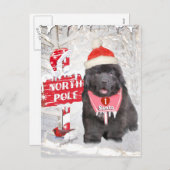 ニューファンドランドの子犬がサンタカードが大好き シーズンポストカード (正面/裏面)