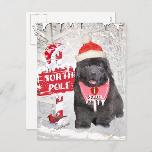 ニューファンドランドの子犬がサンタカードが大好き シーズンポストカード (正面/裏面)
