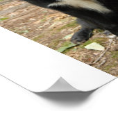 ニューファンドランドの子犬のポスター ポスター (角)