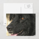 ニューファンドランドの子犬はがき ポストカード (正面/裏面)