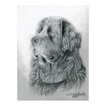 ニューファンドランドポートレートポスター