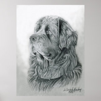 ニューファンドランドポートレートポスター ポスター