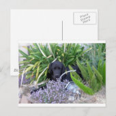 ニューファンドランド犬と花156 ポストカード (正面/裏面)